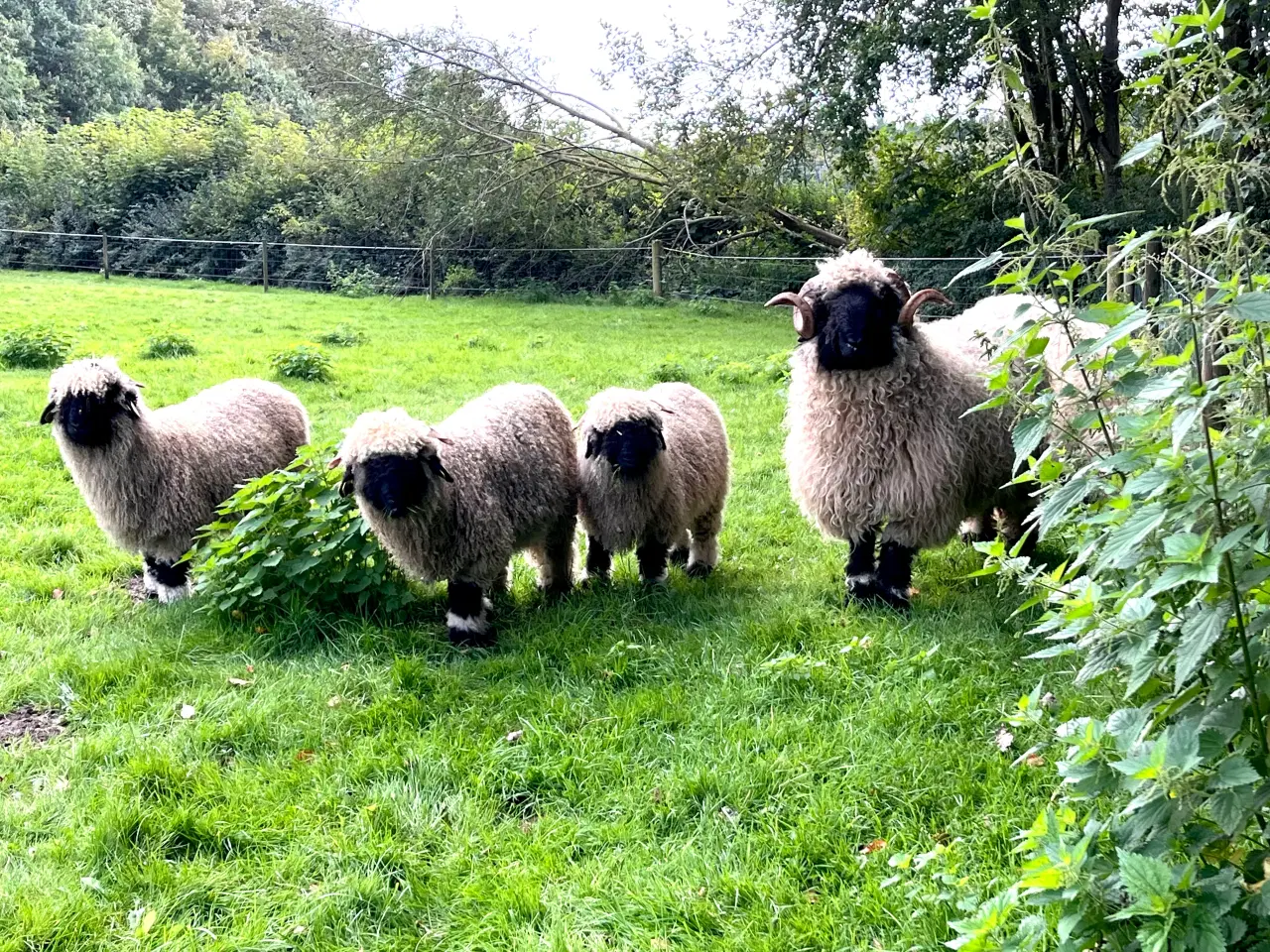 Billede 7 - Valais Blacknose 