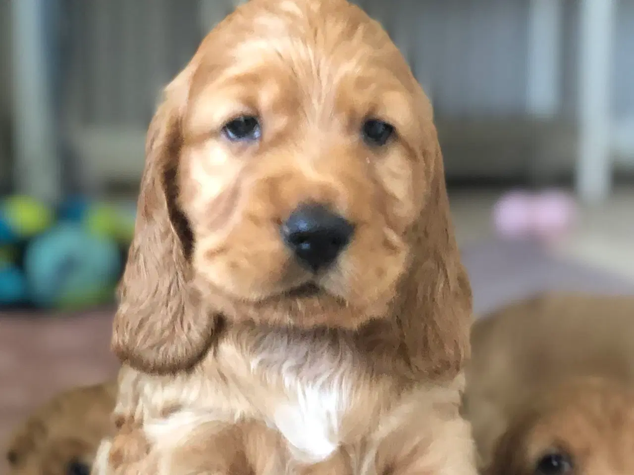 Billede 9 - Engelsk Cocker spaniel