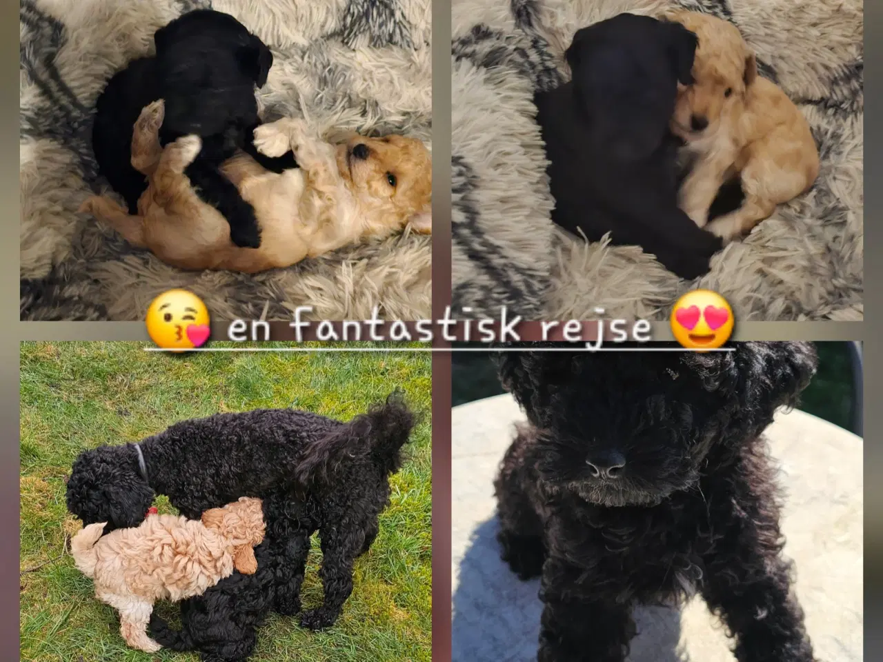 Billede 1 - Dværgpuddel hvalpe - hanner