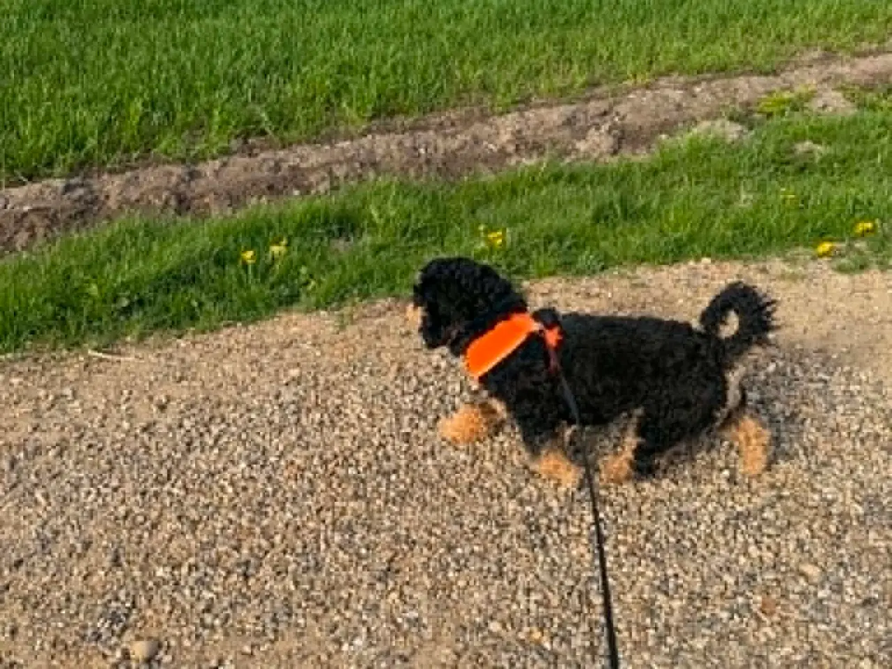 Billede 12 - 🐾 Balder søger sit nye for-ever hjem 🐾