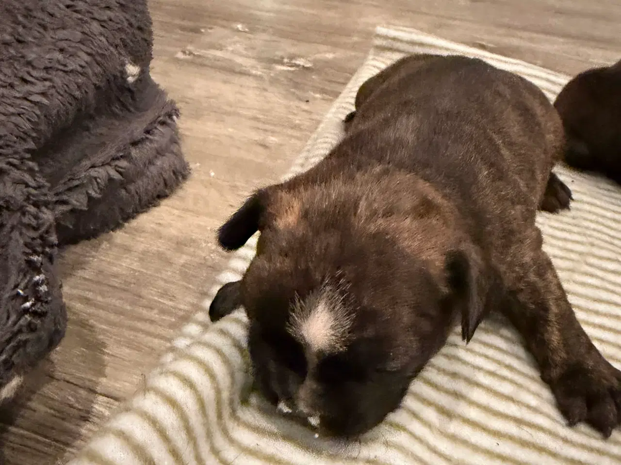 Billede 8 - Fransk bulldog hvalpe