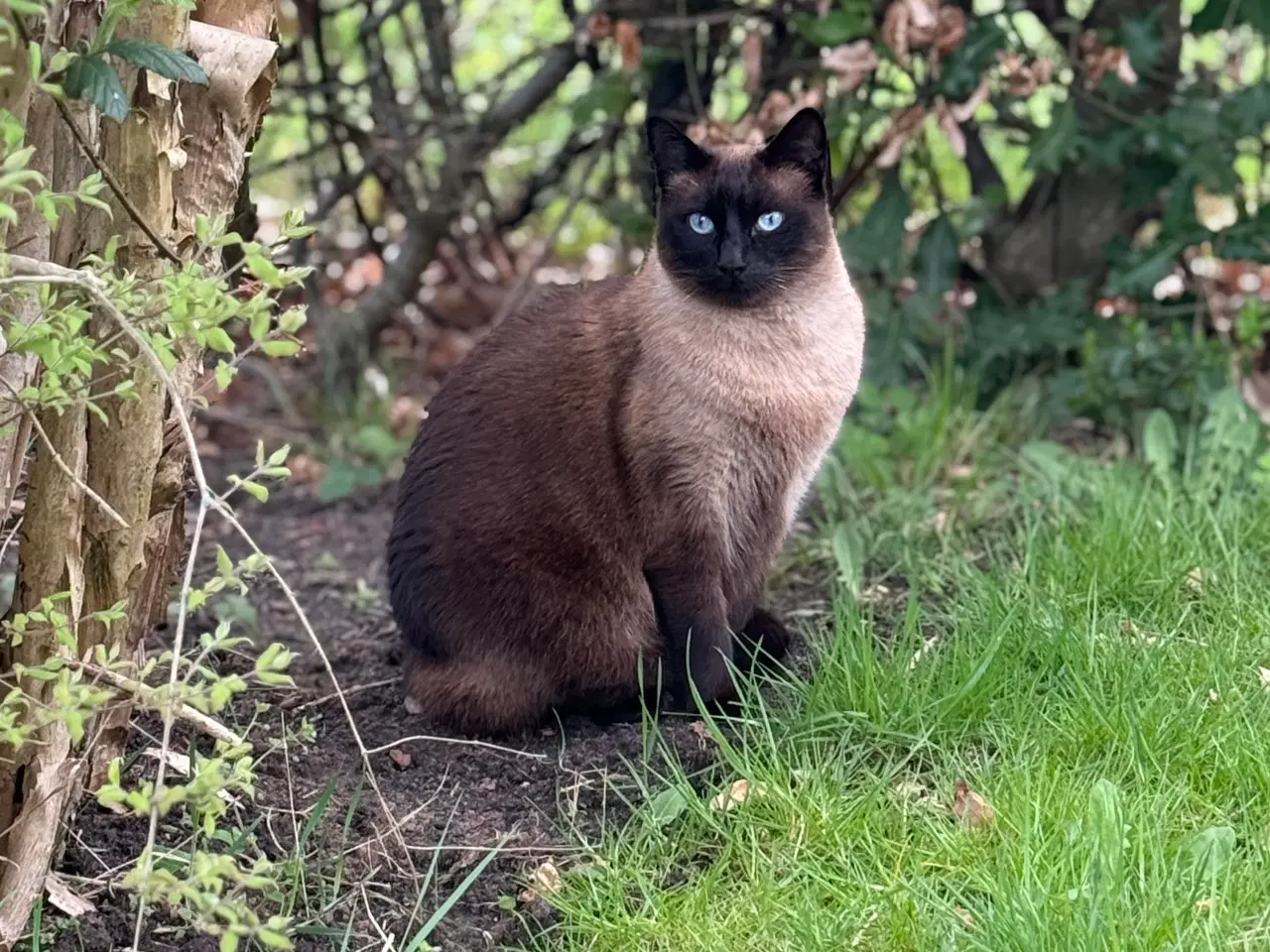 Billede 3 - Sød kat søger nyt hjem 