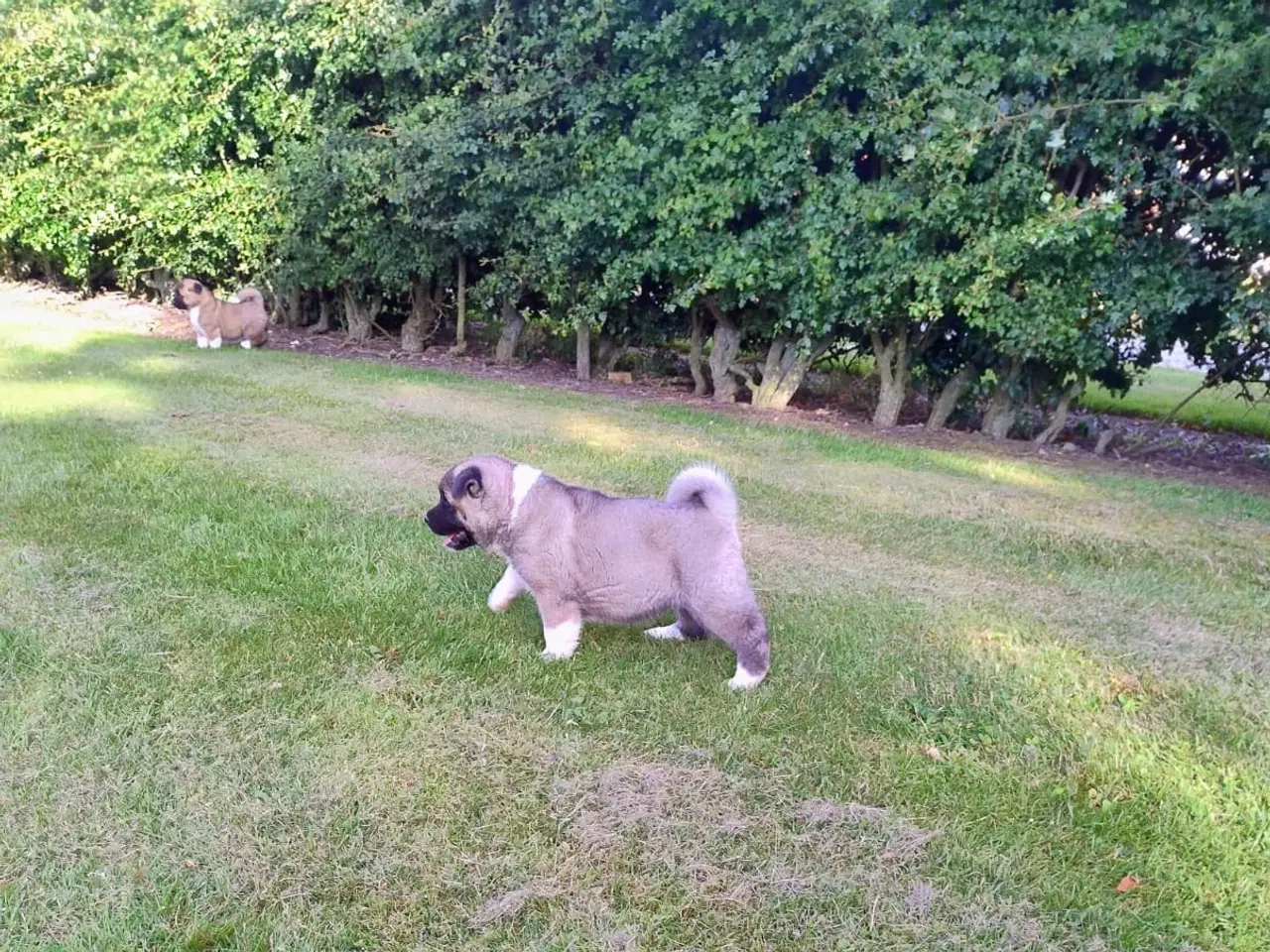 Billede 2 - Hundehvalpe Akita American 