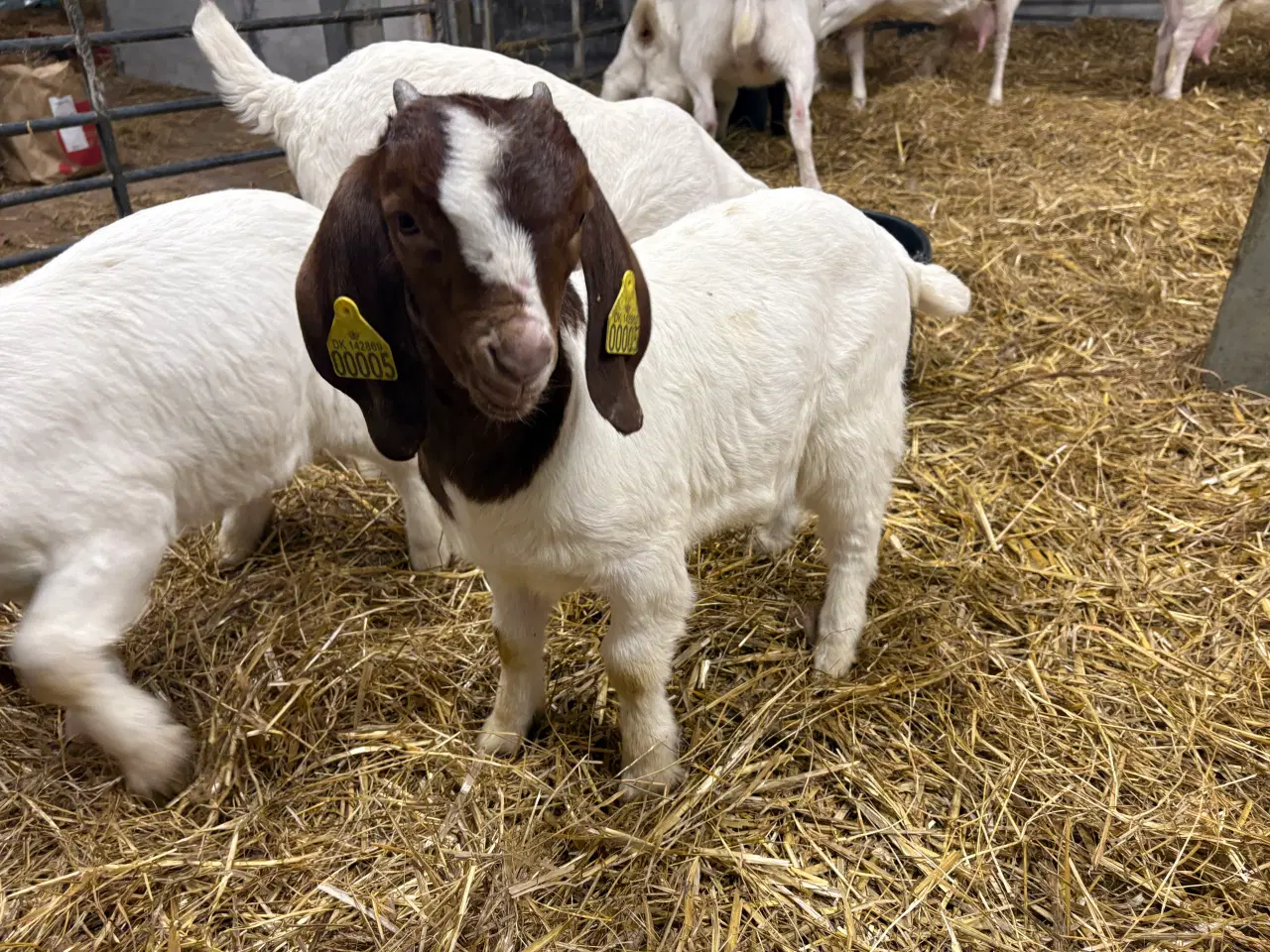 Billede 9 - Boer kid