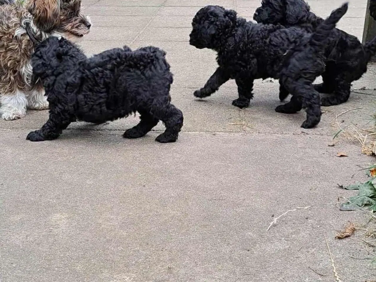 Billede 9 - Labradoodle hvalpe