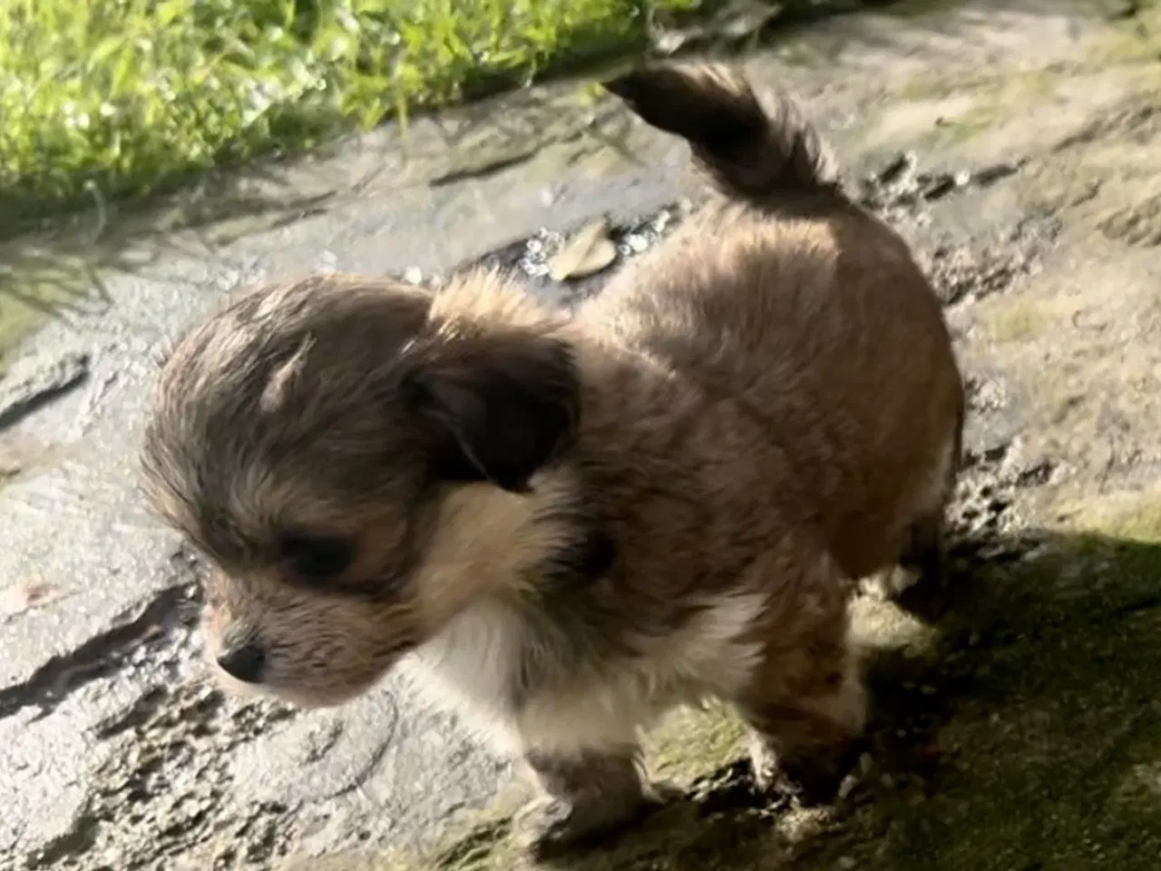 Billede 10 - Små allergivenlige og ikke fældende hundehvalpe