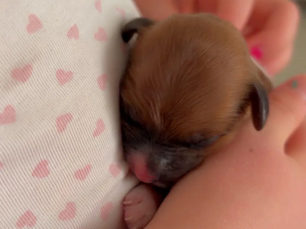 Billede 4 - Bichon havanise 