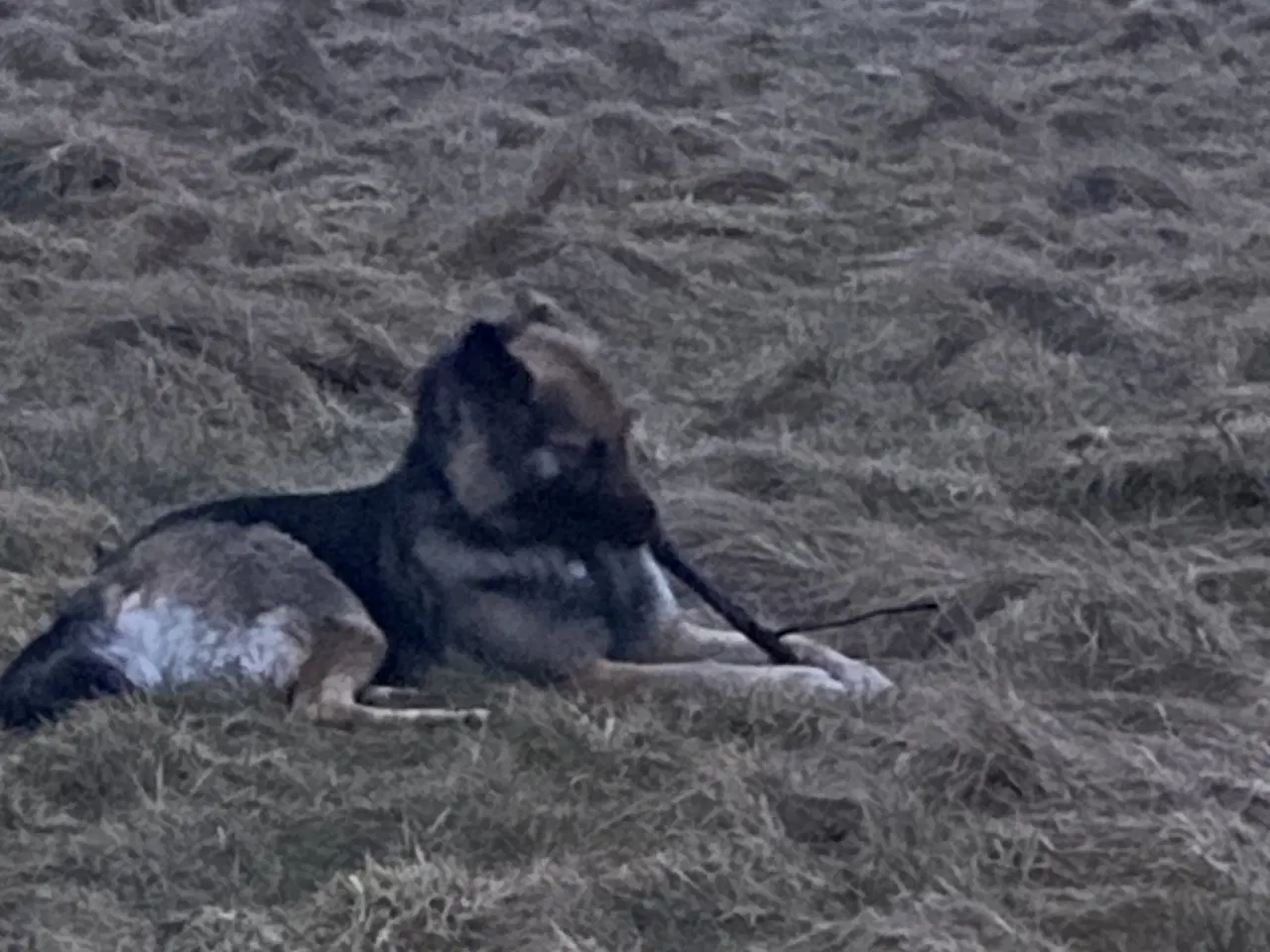 Billede 2 - Schæferhund tæve søger nyt hjem