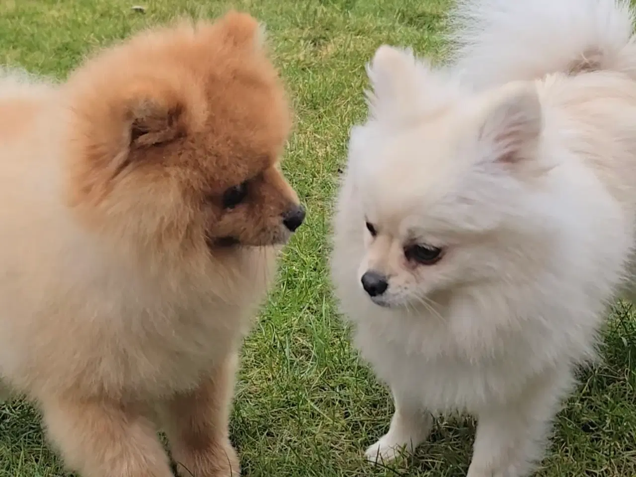 Billede 8 - Pomeranian hvalpe , 4 søde drenge. 
