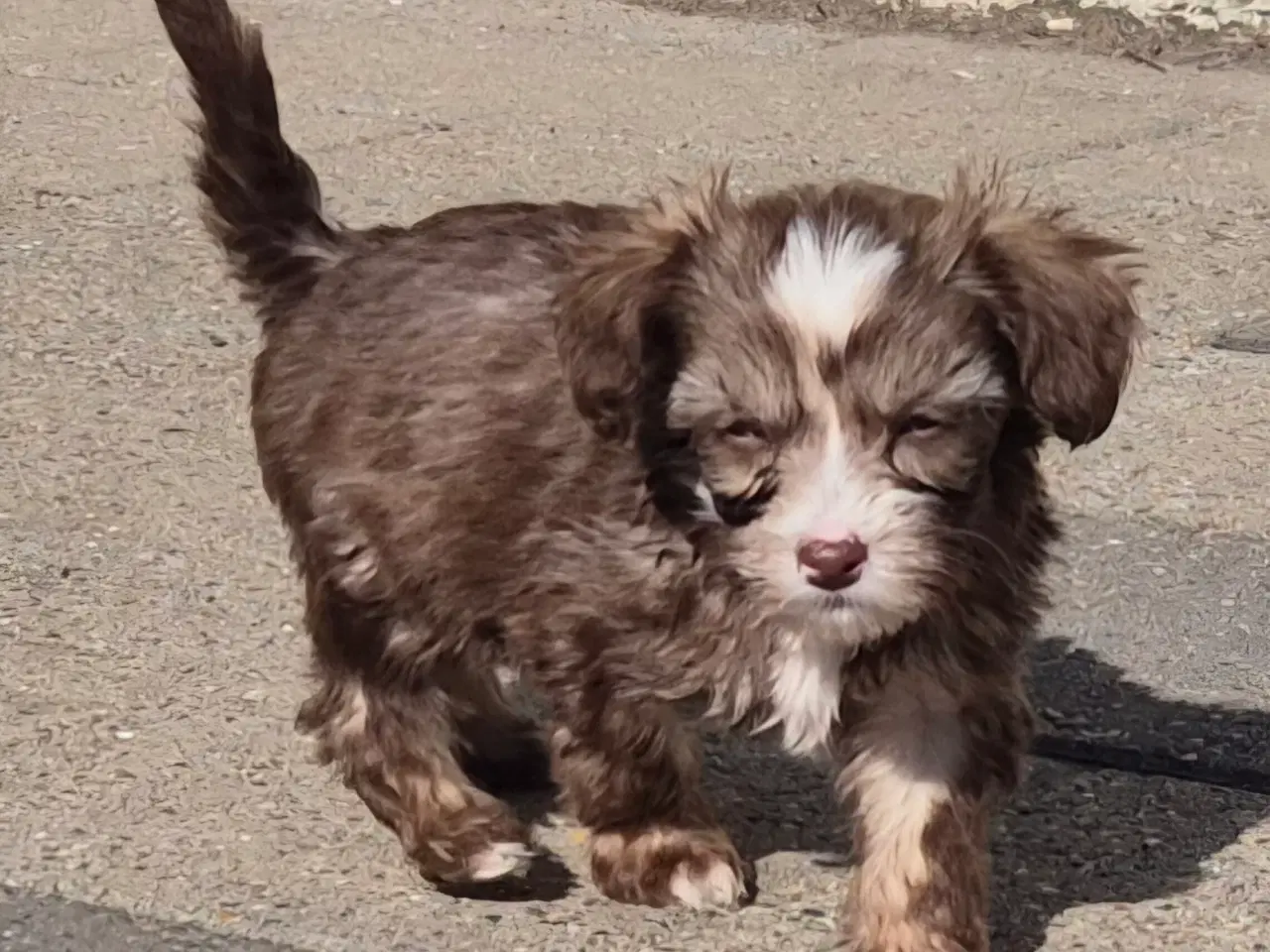 Billede 5 - Hunde hvalp 