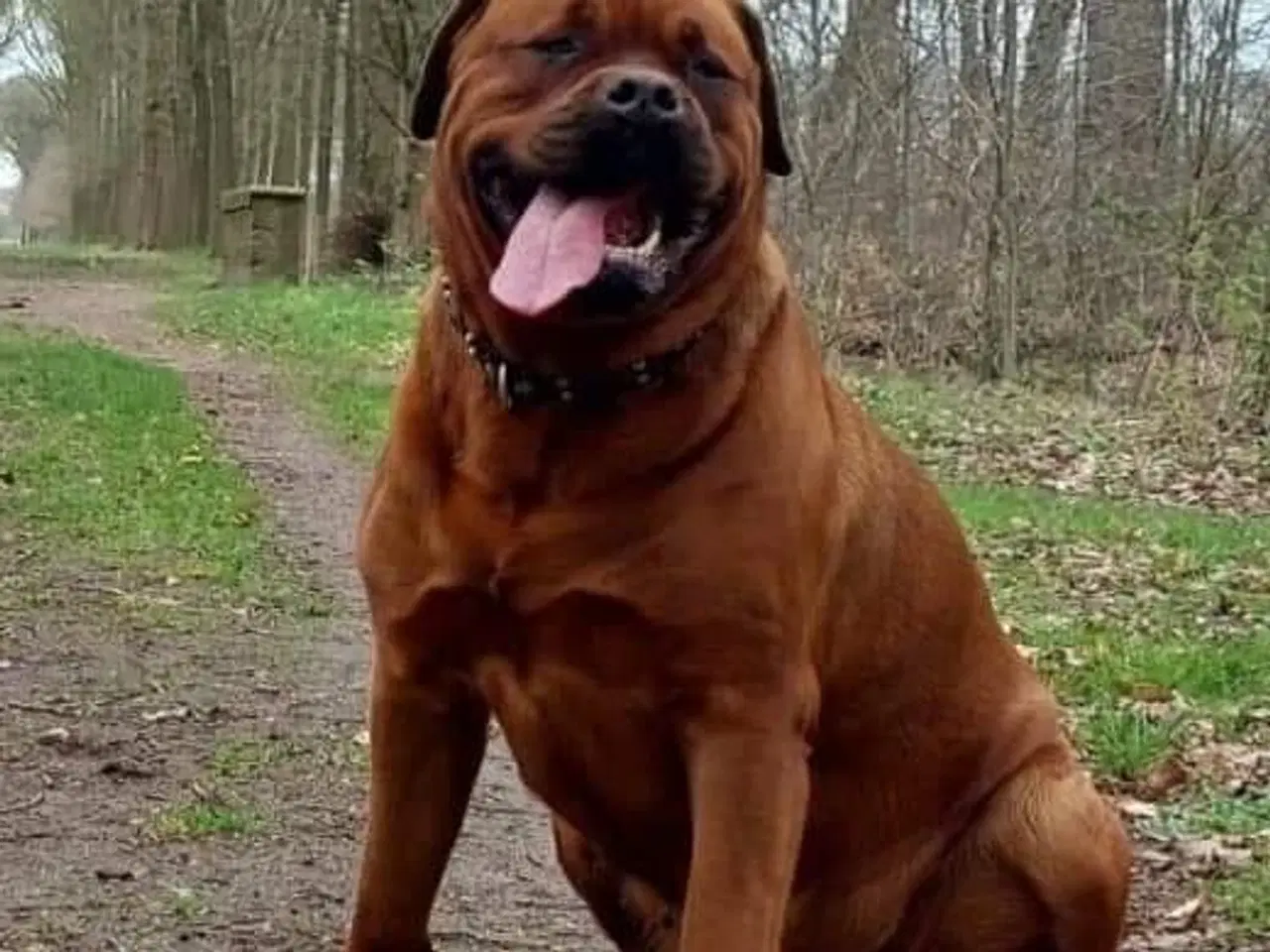 Billede 5 - Cane Corso/Rottweiler 