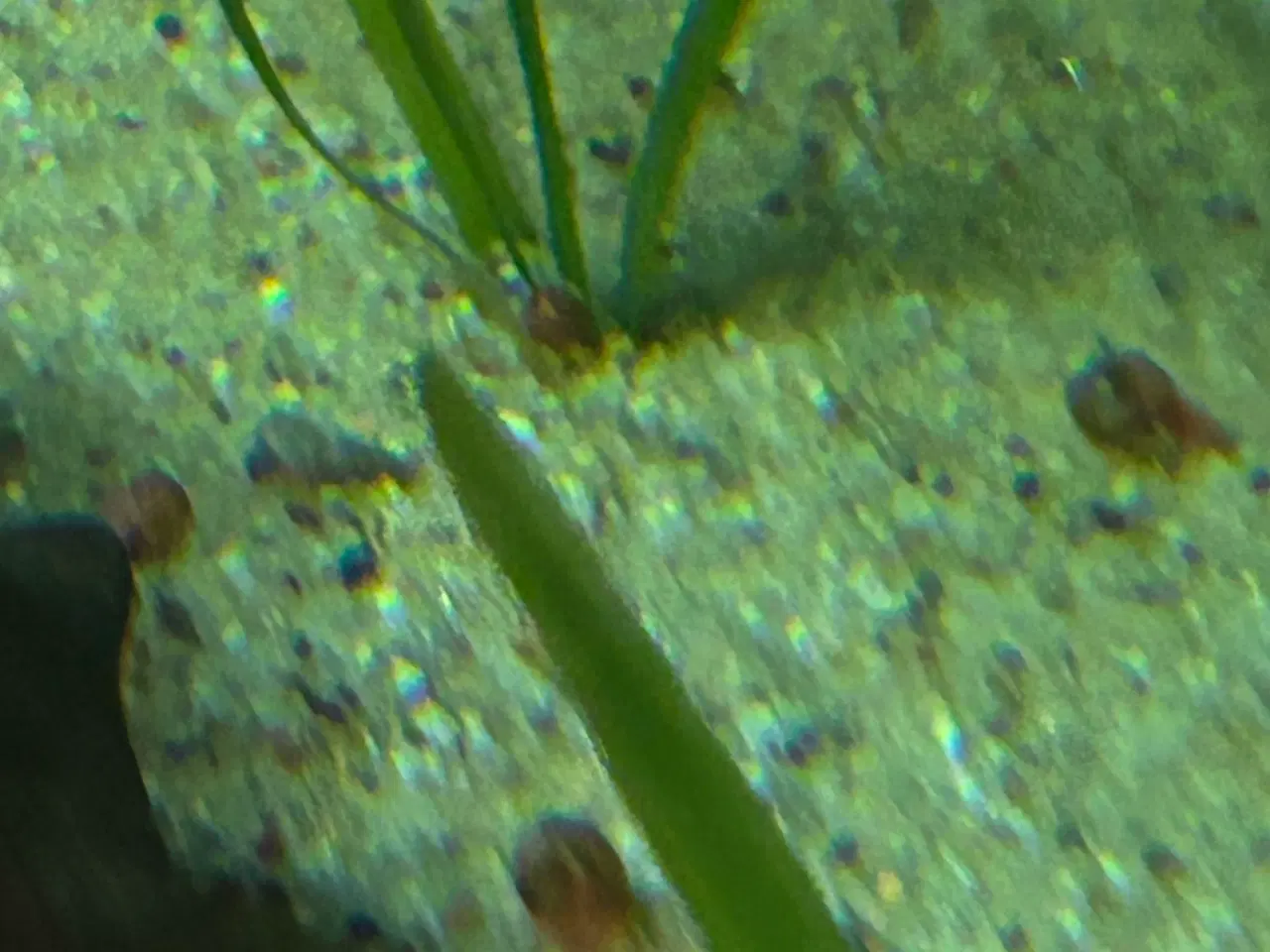 Billede 2 - 🐌 Orange Posthornsnegle – Unge voksne