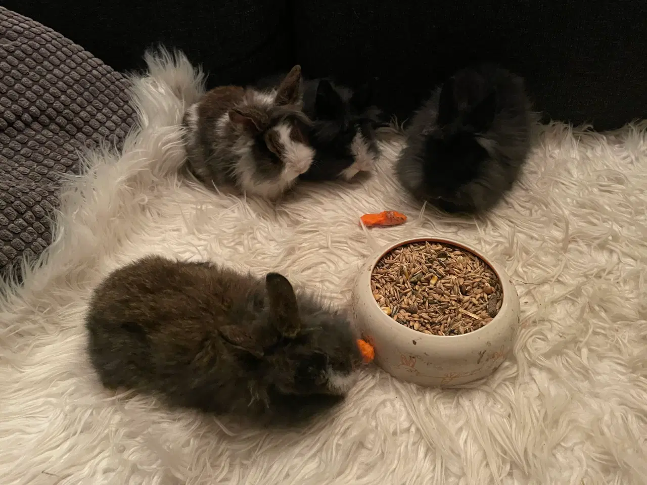 Billede 1 - Kanin unger(dværg Løvehovedet)