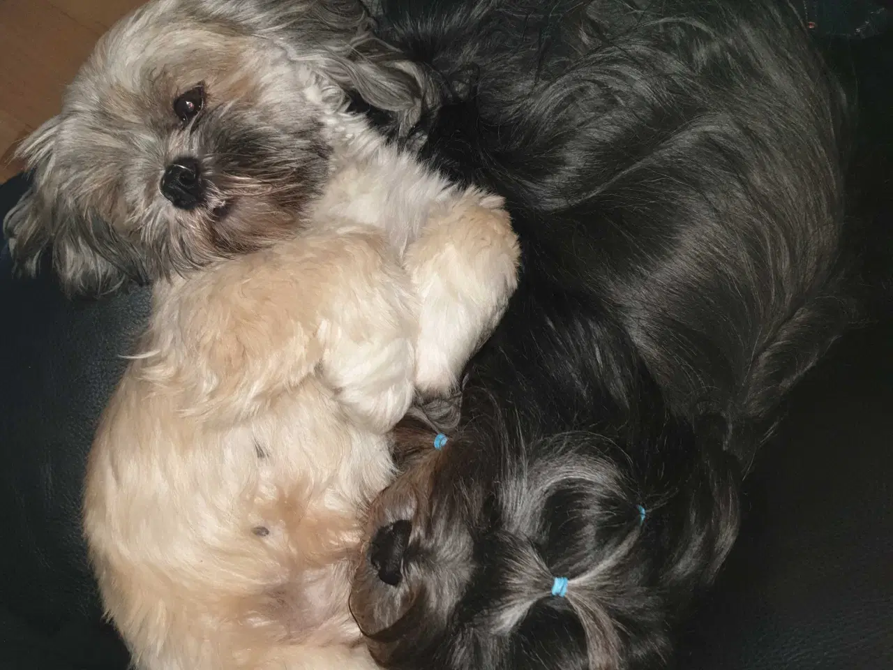 Billede 20 - Lhasa Apso - smukke Harley 🐾💕