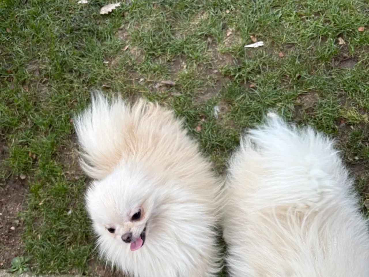 Billede 8 - Kærlig Pomeranian pige-hvalp – fuldt vaccineret,