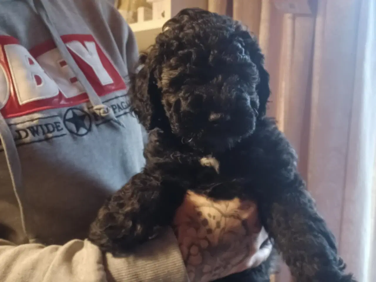 Billede 3 - Labradoodle hvalpe