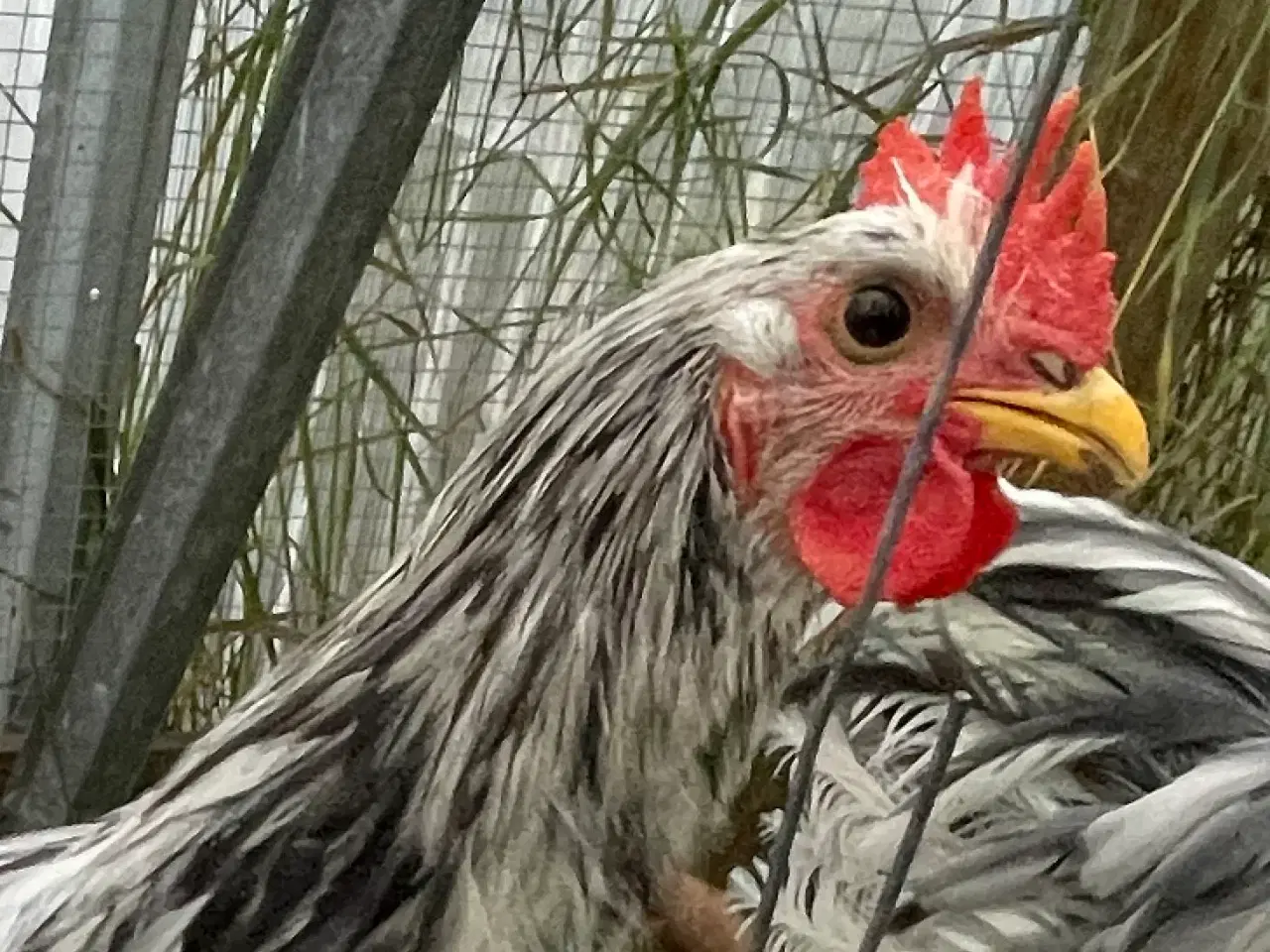Billede 5 - Silverrruds blå, ung hane i splash-farvet 
