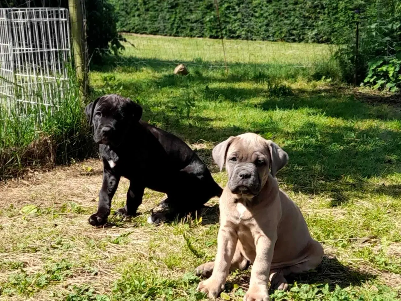Billede 12 - Cane corso hvalpe