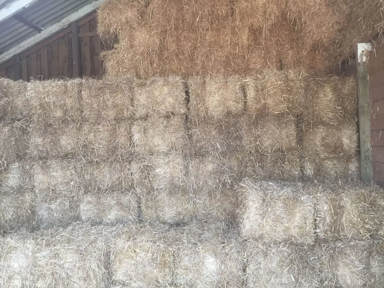 Billede 3 - 1. Klasses vårbyghalm