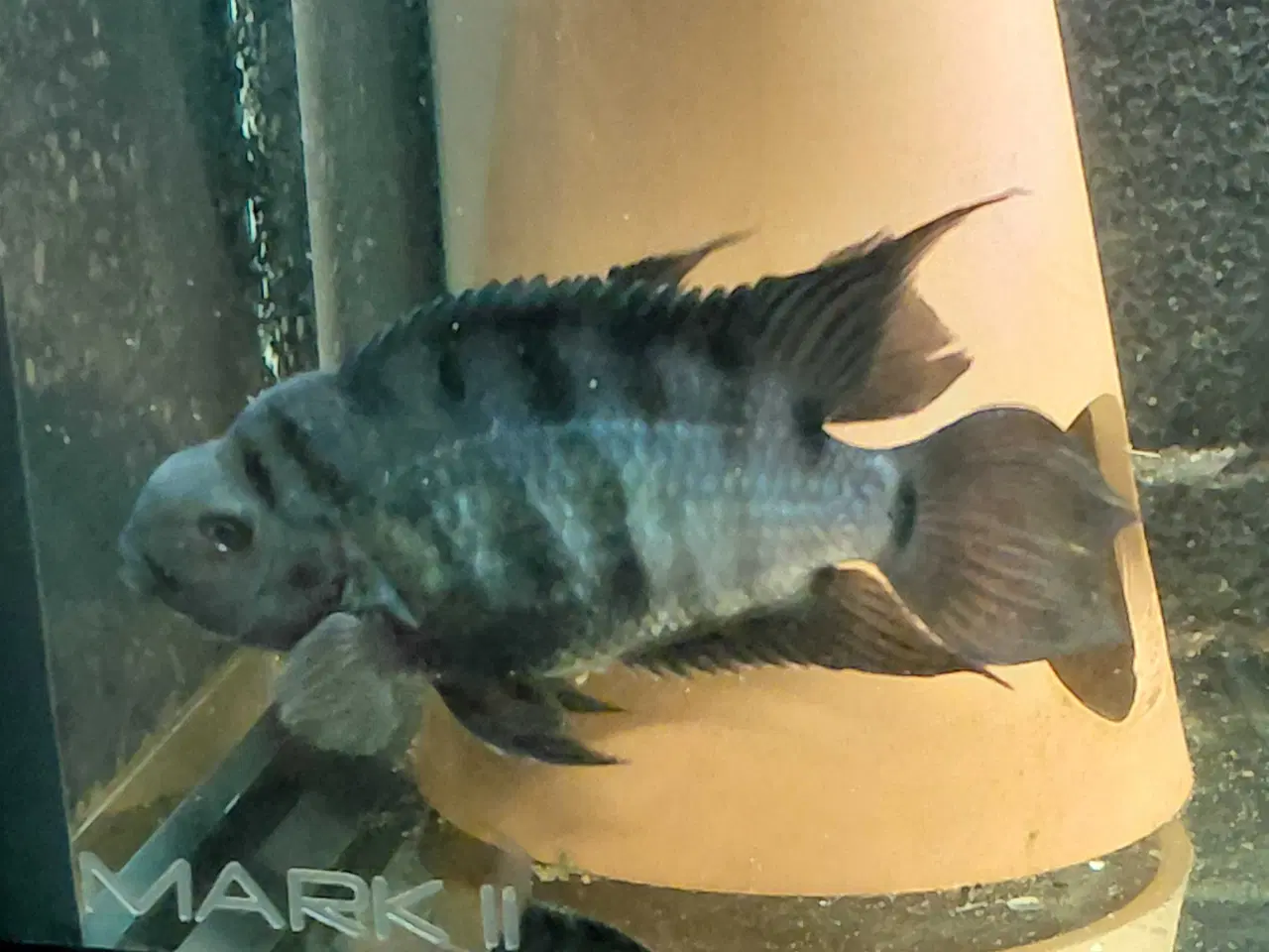 Billede 5 - zebra cichlider