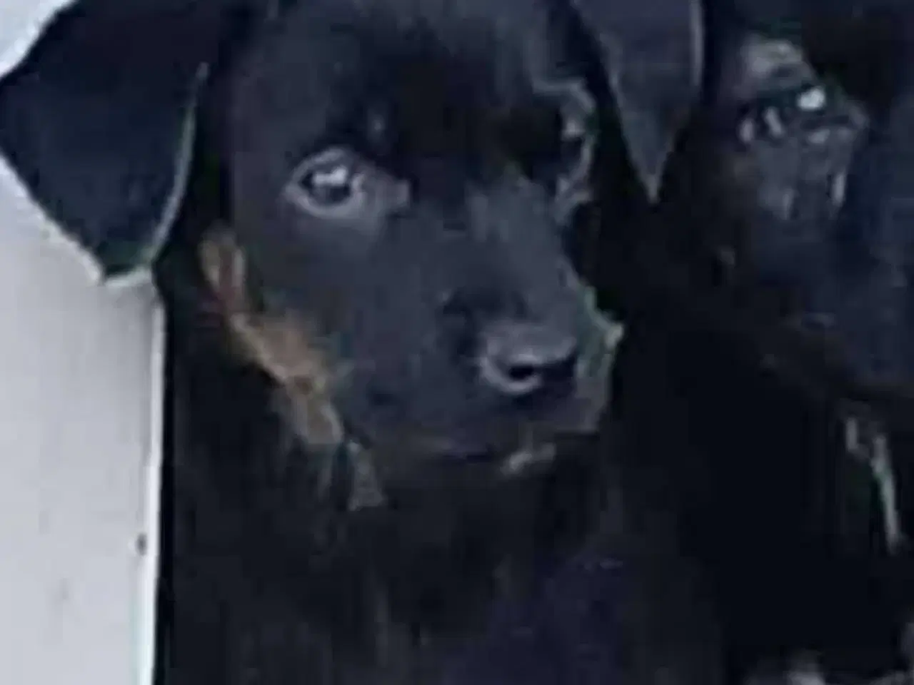 Billede 8 - Lille søde Grace leder efter sin helt egen familie