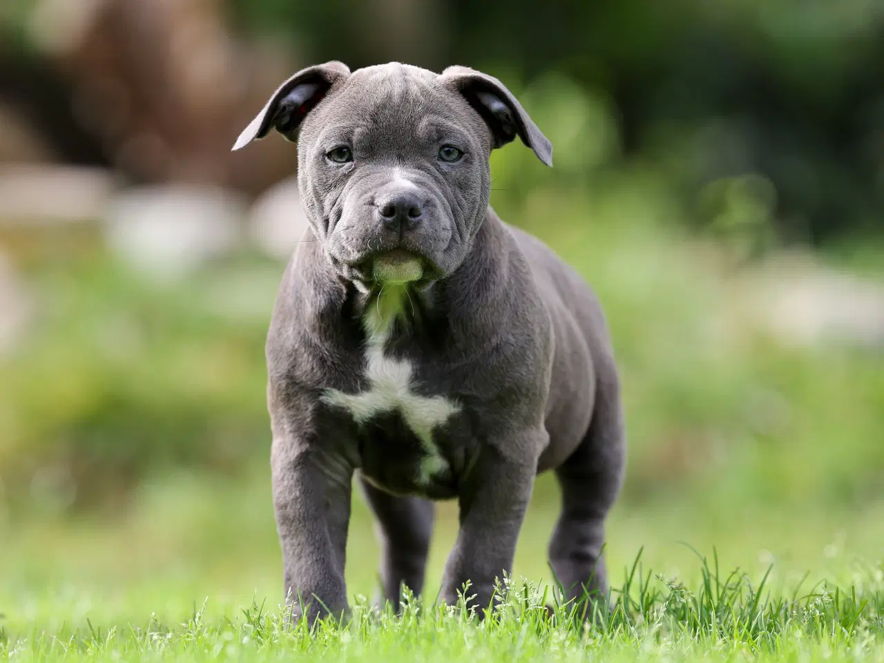 Billede 11 - American Bully