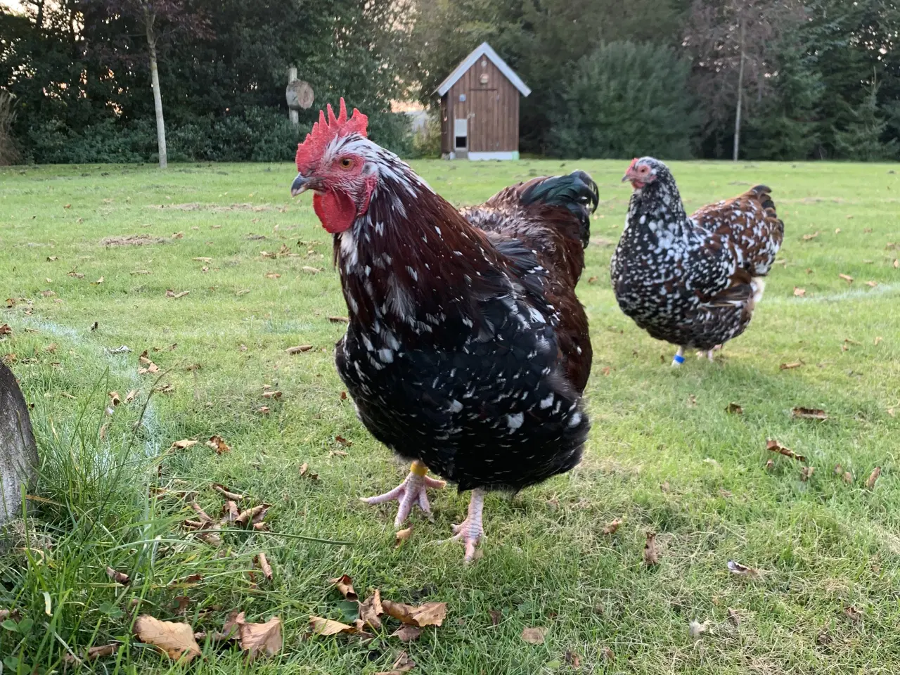 Billede 1 - Orpington ‘Porcelæn’ Hane