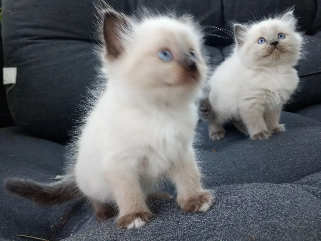 Billede 1 - 6 x baby Hellig Birma 
