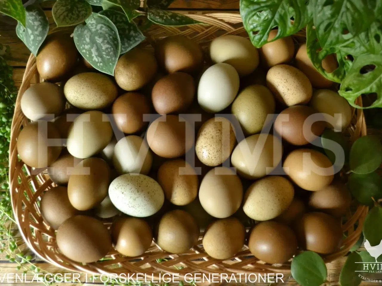 Billede 3 - Bestil DAGGAMLE kyllinger, rene racer & blandinger