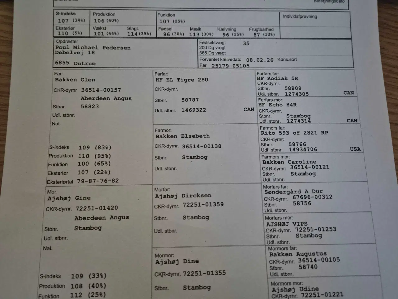 Billede 4 - Angus køer