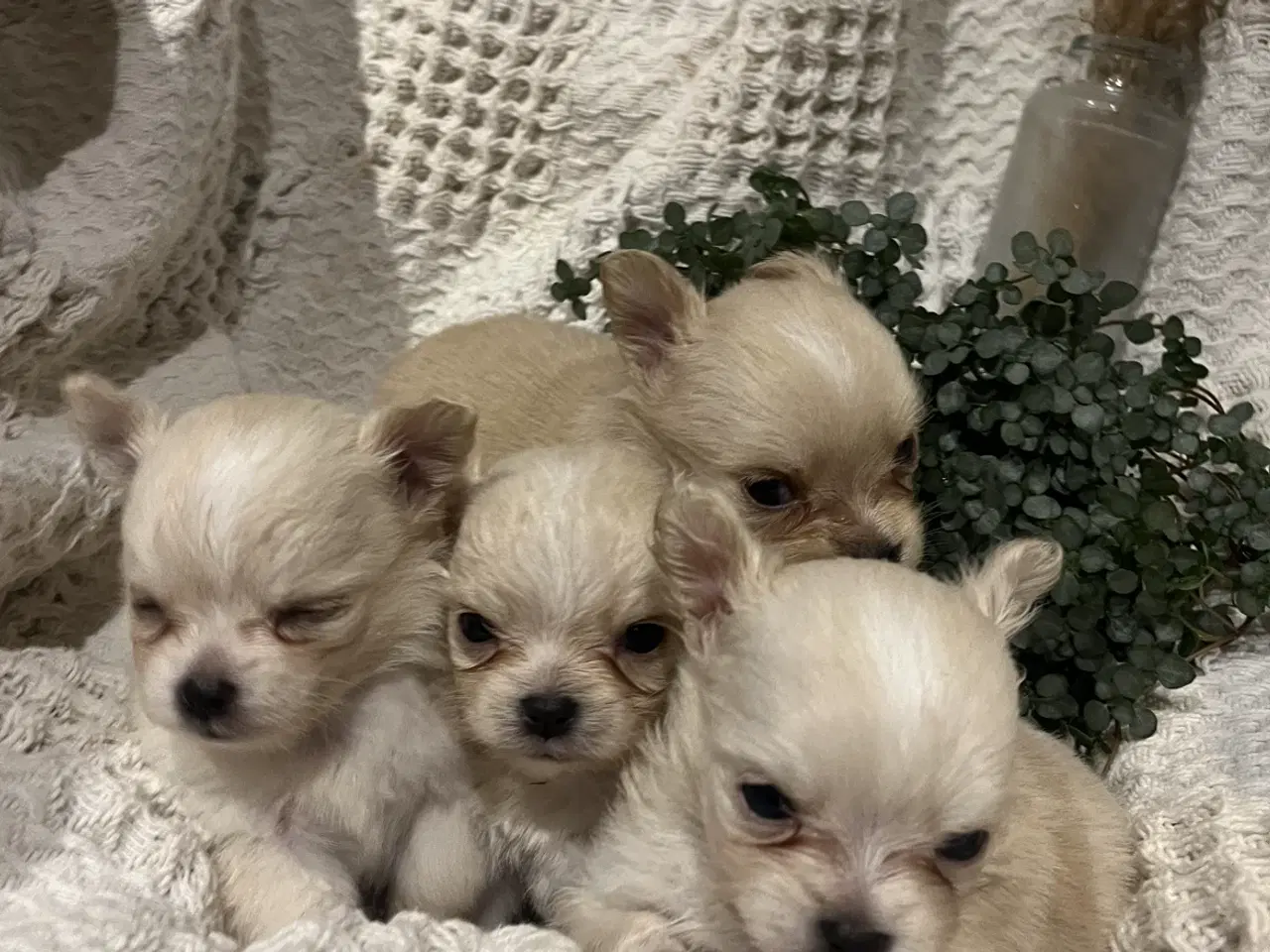 Billede 2 - Chihuahua