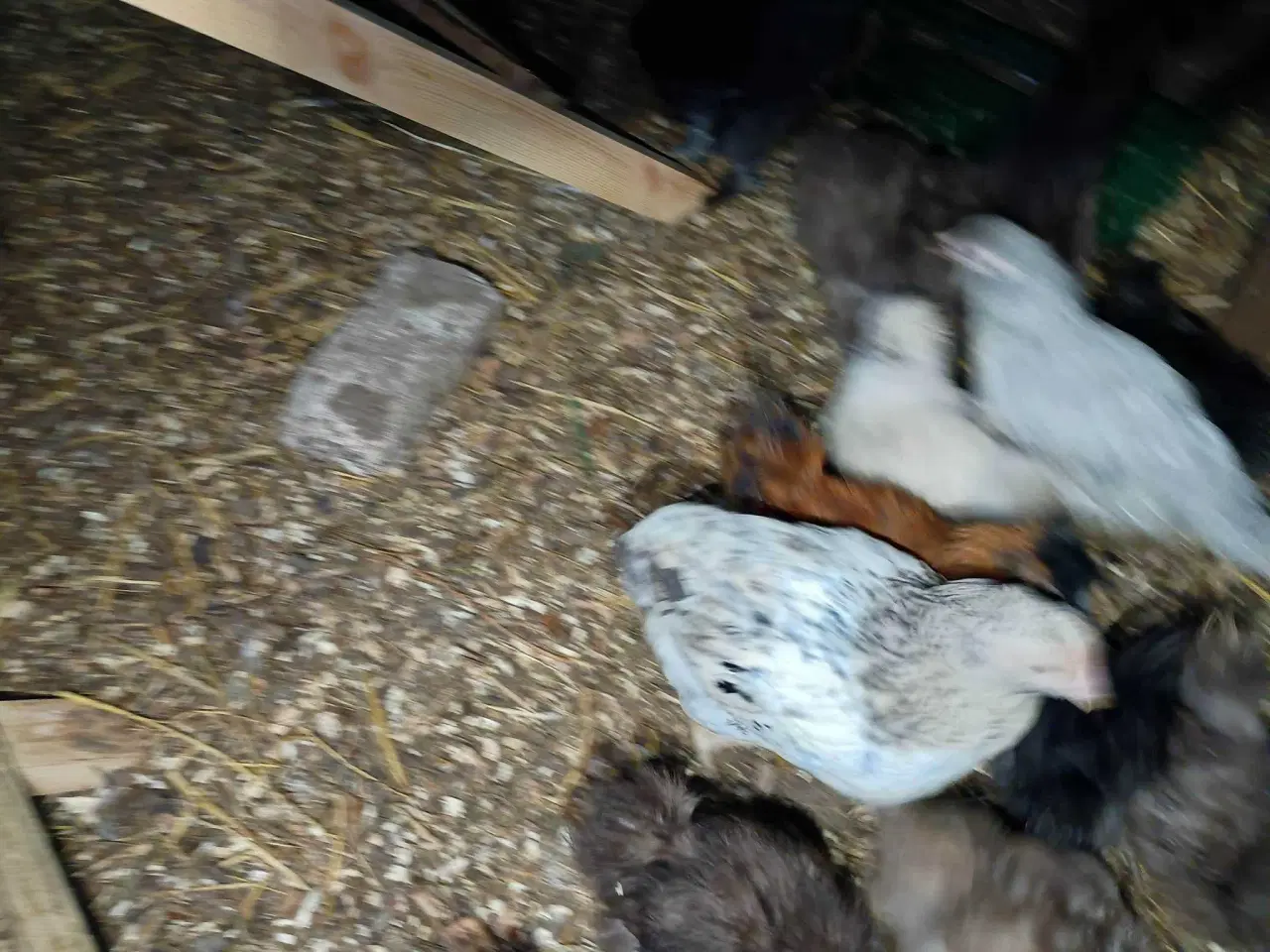 Billede 3 - Blænding race  Varmefri kyllinger  for Multi farve