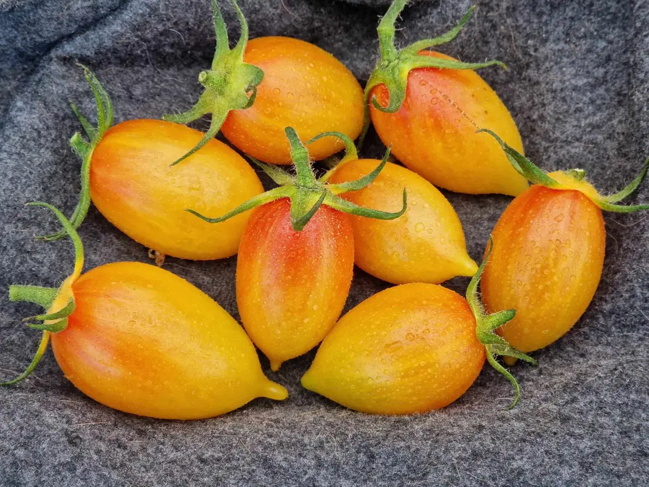 Billede 20 - Tomatfrø - 300 sorter!!!