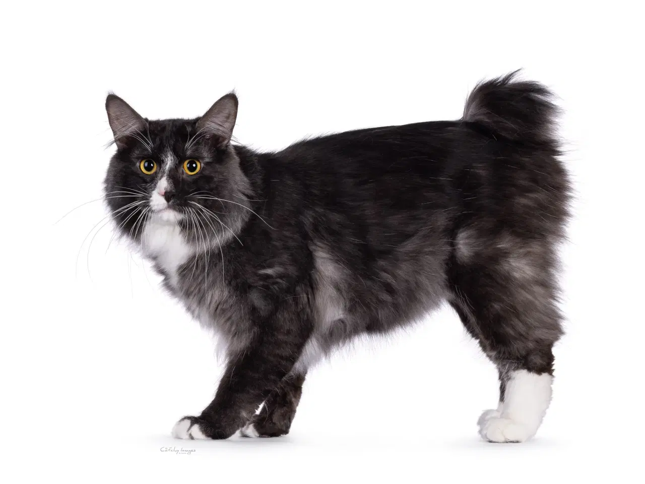 Billede 1 - Kurilean Bobtail hankastrat