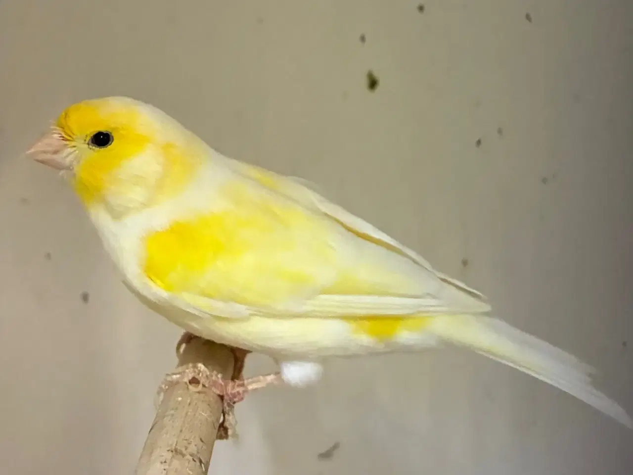 Billede 1 - Gul Mosaik