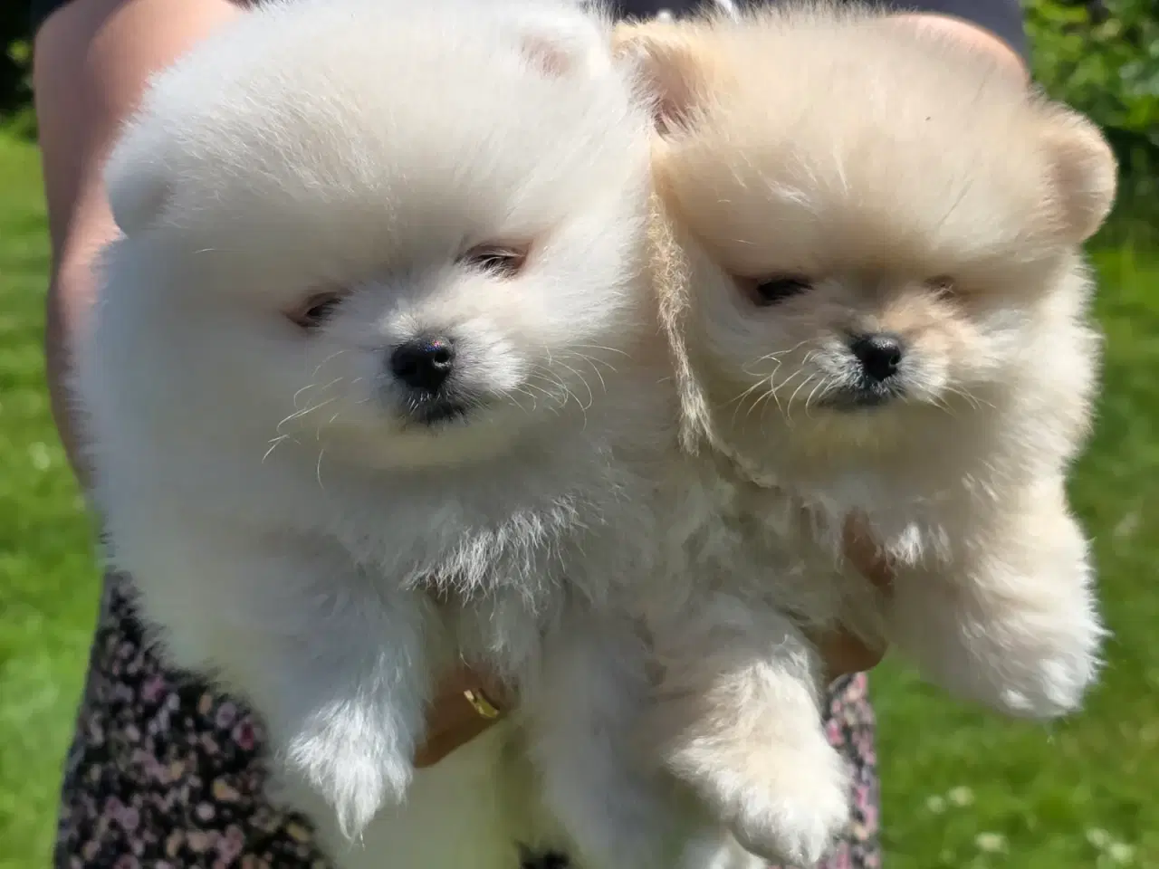 Billede 5 - Sød hvid  Pomeranian hvalp søger kærlig hjem :)