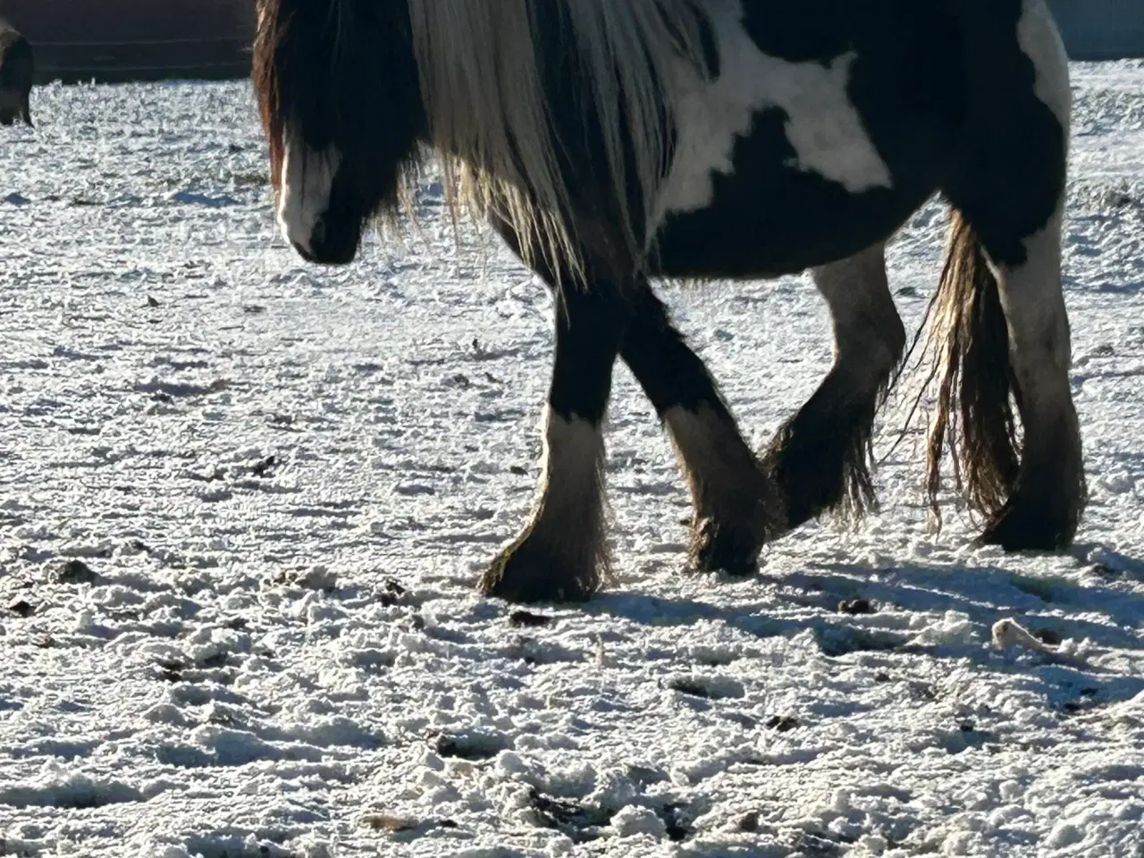 Billede 3 - Super skøn og smuk irish cob 