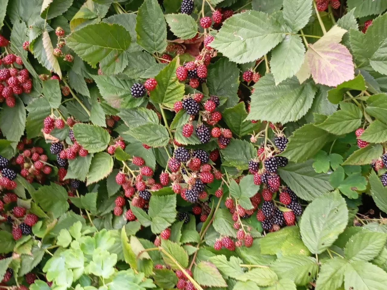 Billede 5 - Brombær Tornfri