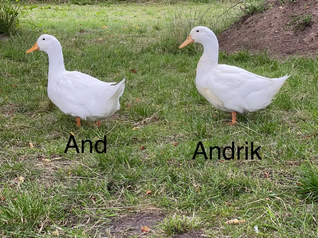 Billede 5 - Danske landænder