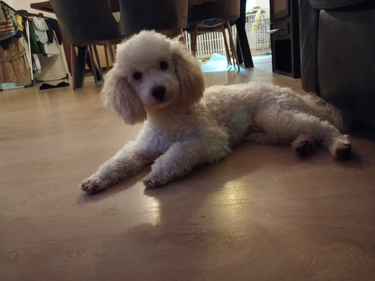 Billede 1 - Lille puddel 