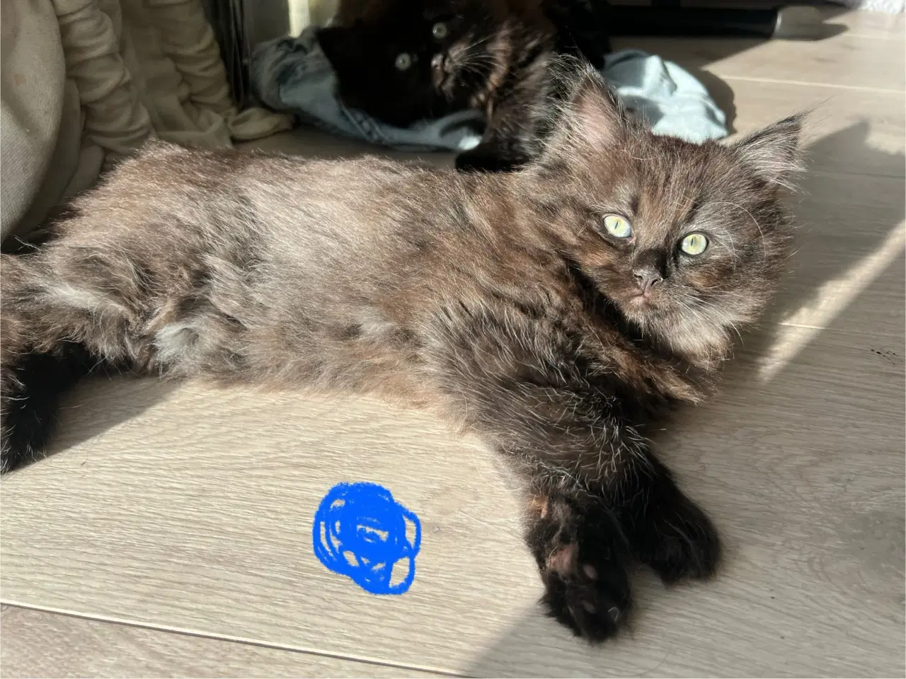 Billede 2 - Lækre ragdoll blandinger