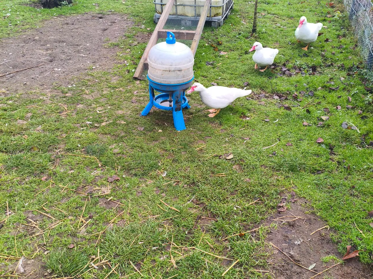 Billede 1 - Moskusænder med alt tilbehør 