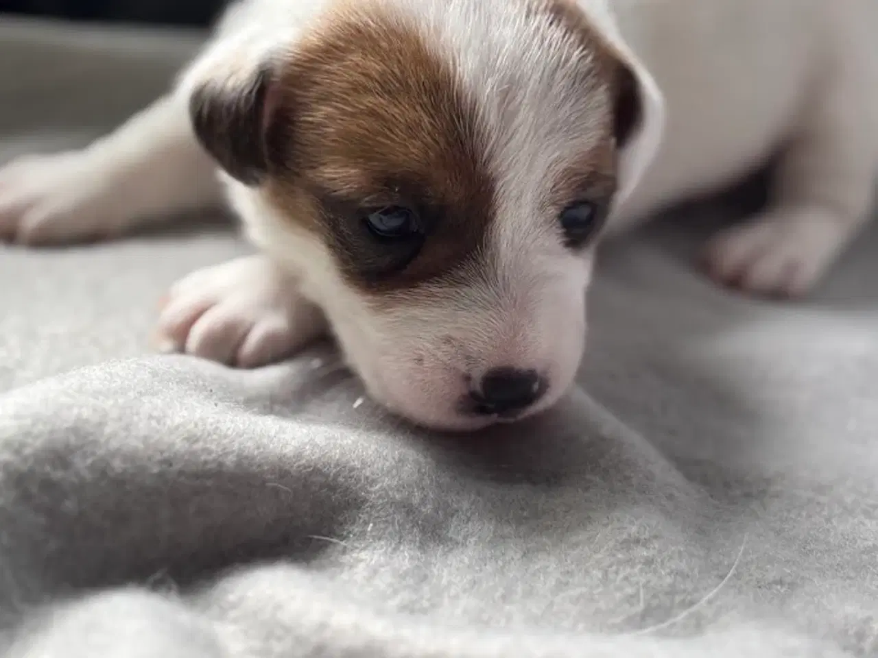 Billede 6 - Jack Russell med sjæl og stil