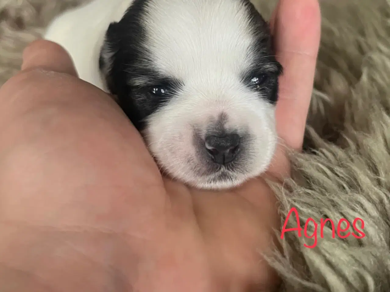 Billede 4 - Skønne shih tzu & bomulds hvalpe 