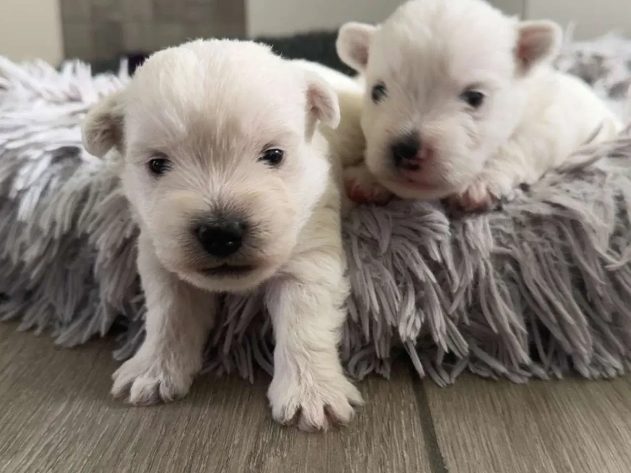 Billede 3 - West highland White terrier 