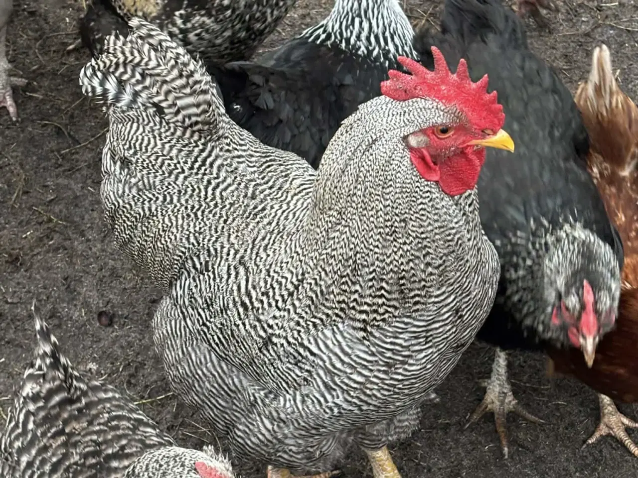 Billede 1 - Overskuds haner