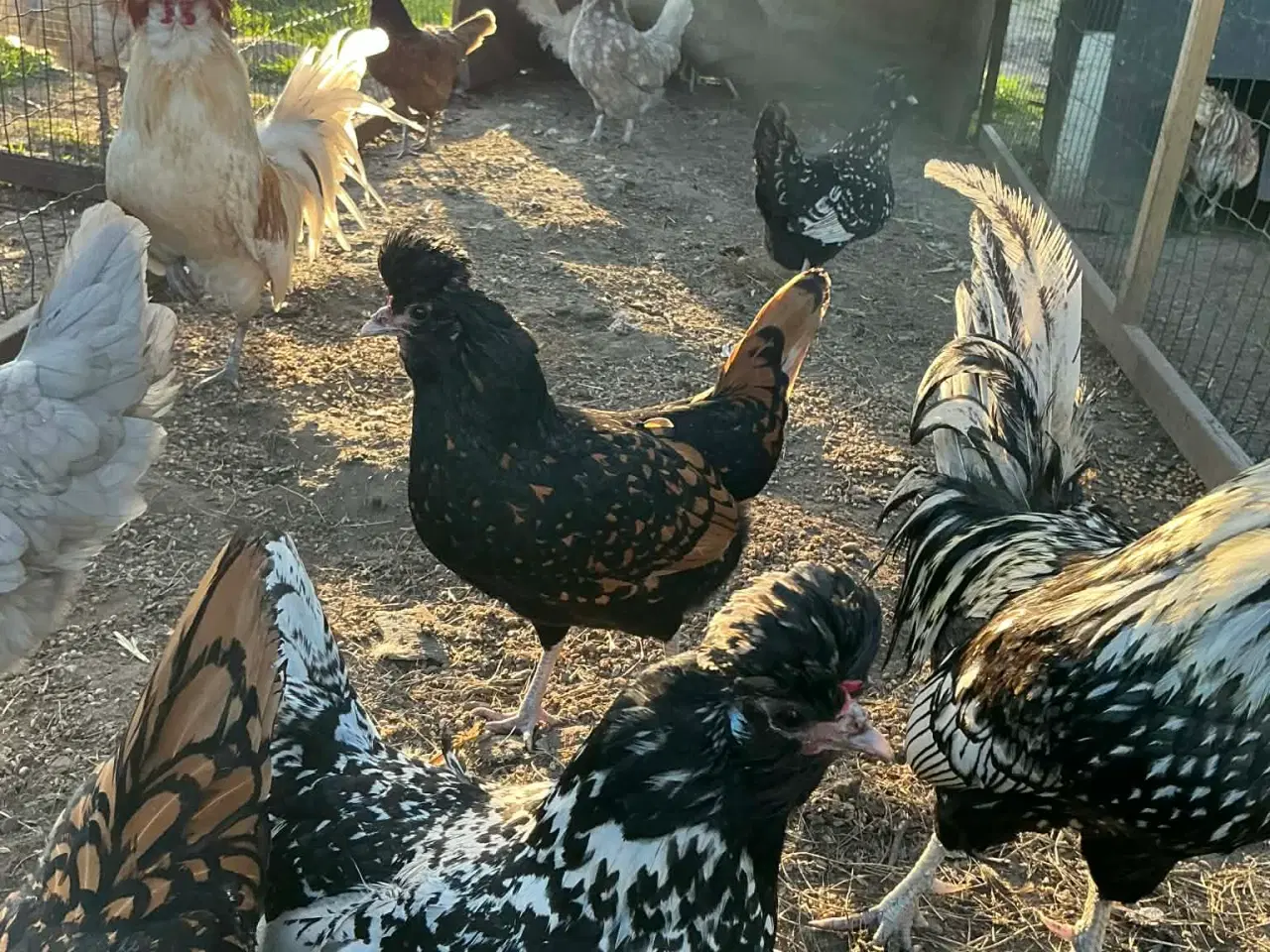 Billede 5 - EKSTREMT PRODUKTIVE - Rugeæg fra dværghøns