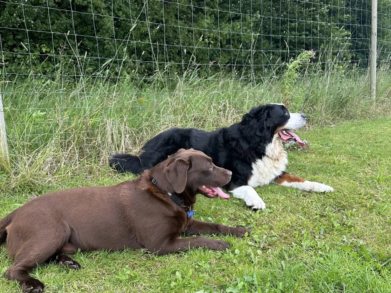 Billede 15 - Berner Sennen & Labrador - Bedækning tilbydes