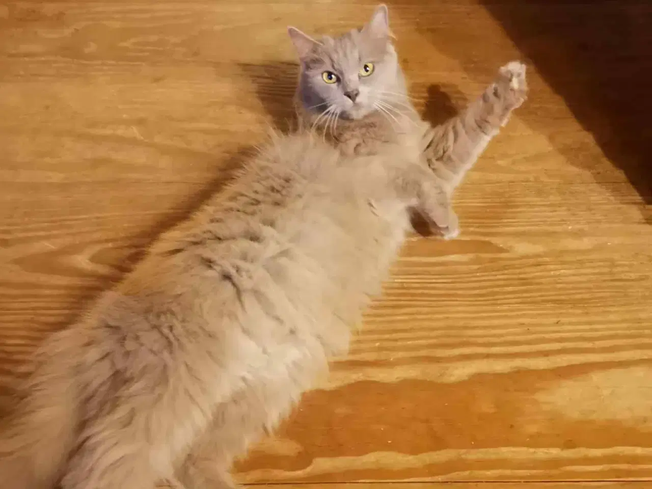 Billede 3 - Sød Ragdoll/Maine coon hunkat søger nyt hjem.