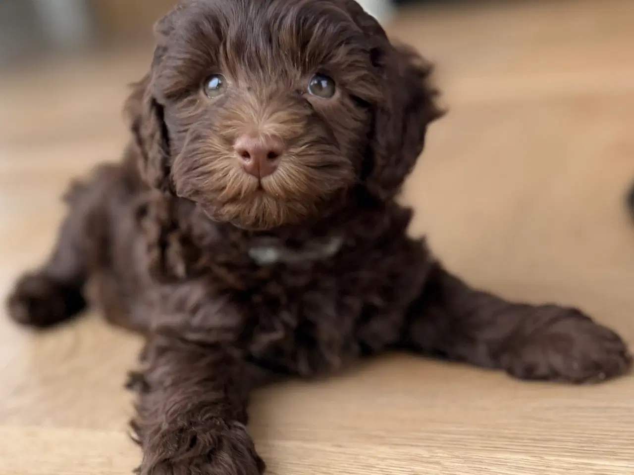 Billede 11 - Chokolade brune Havapoo drenge
